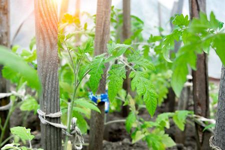 温室里的西红柿园艺蔬菜农业种植图片素材