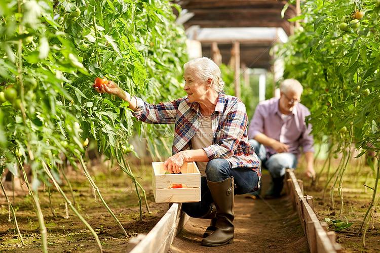 农业园艺老人的老妇女男子农场的温室收获西红柿作物