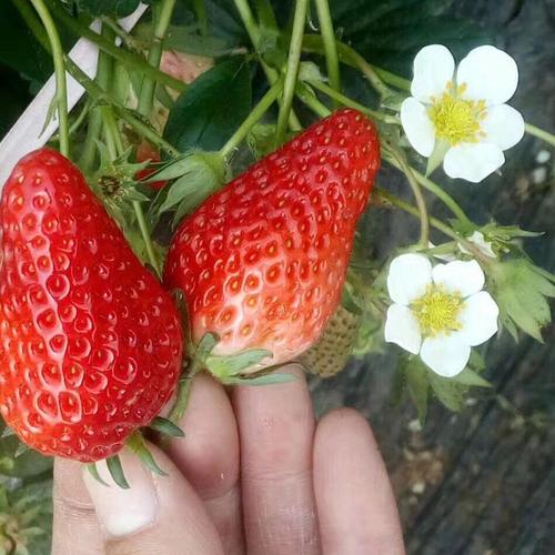 宏兴园艺 奶油草莓苗种植厂家 培育奶油草莓苗苗圃 奶油味草莓苗