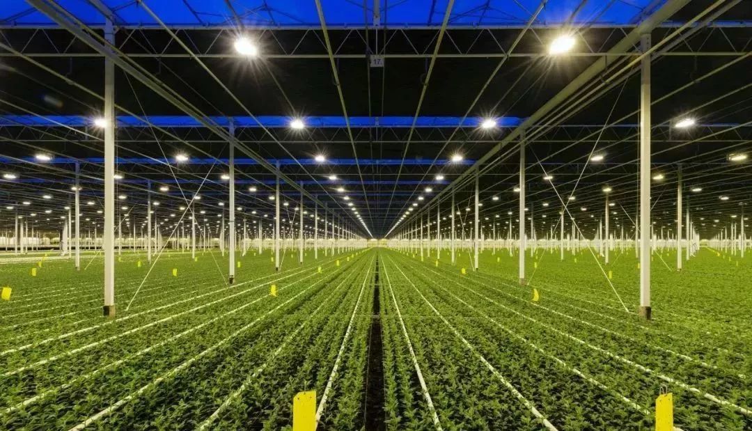 荷兰智能温室的现代农业,四分之三的产品出口到世界各地!
